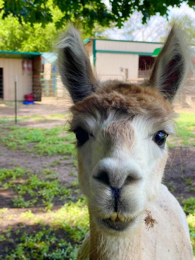 StillPointe Llama Sanctuary is a top-rated nonprofit