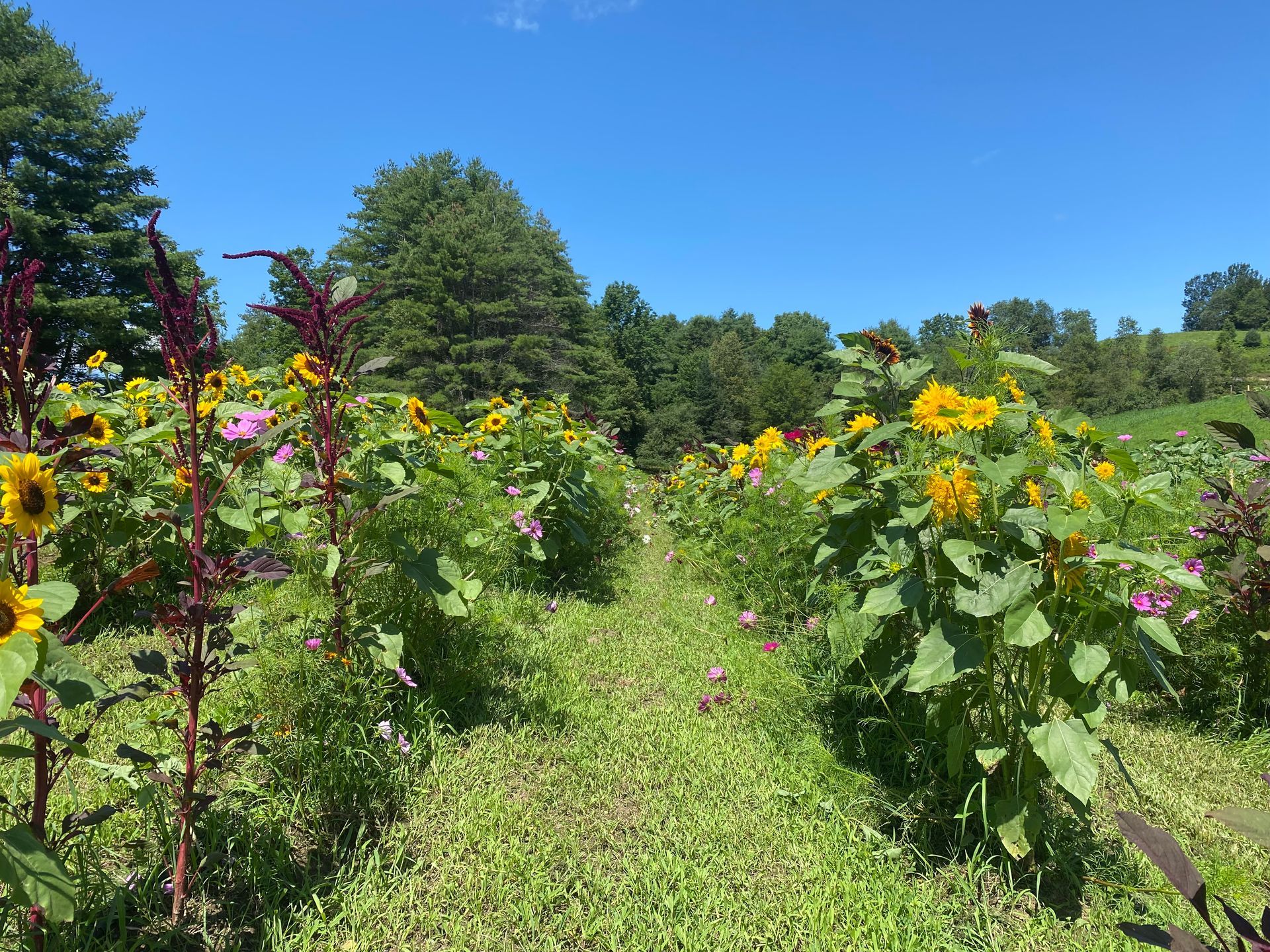 The Hoolie Flats Farm Flower Maze in East Calais, Vermont during Summer
