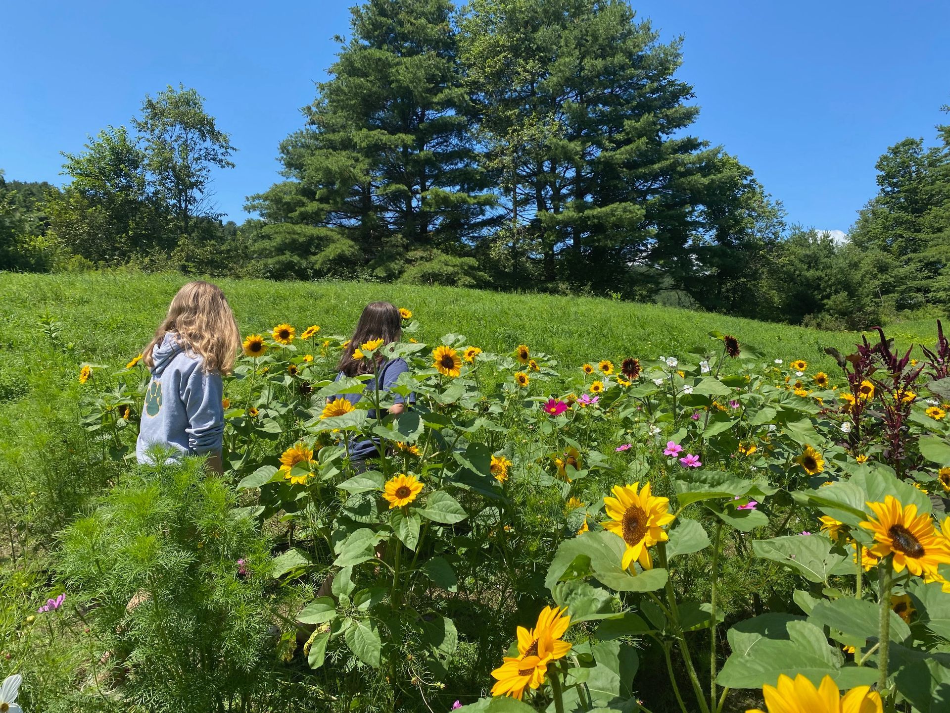 Two children running through the Hoolie Flats Farm Flower Maze in East Calais, Vermont.