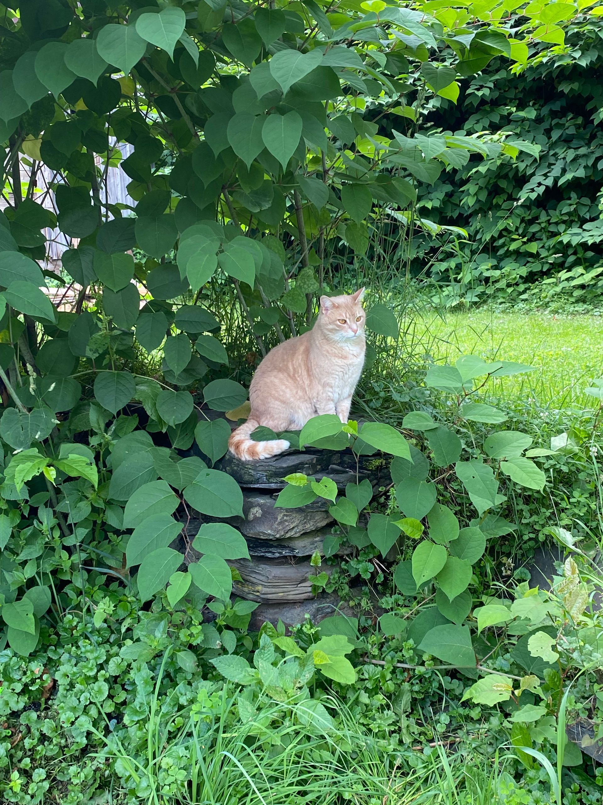 An orange cat sitting outside surrounded by greenery