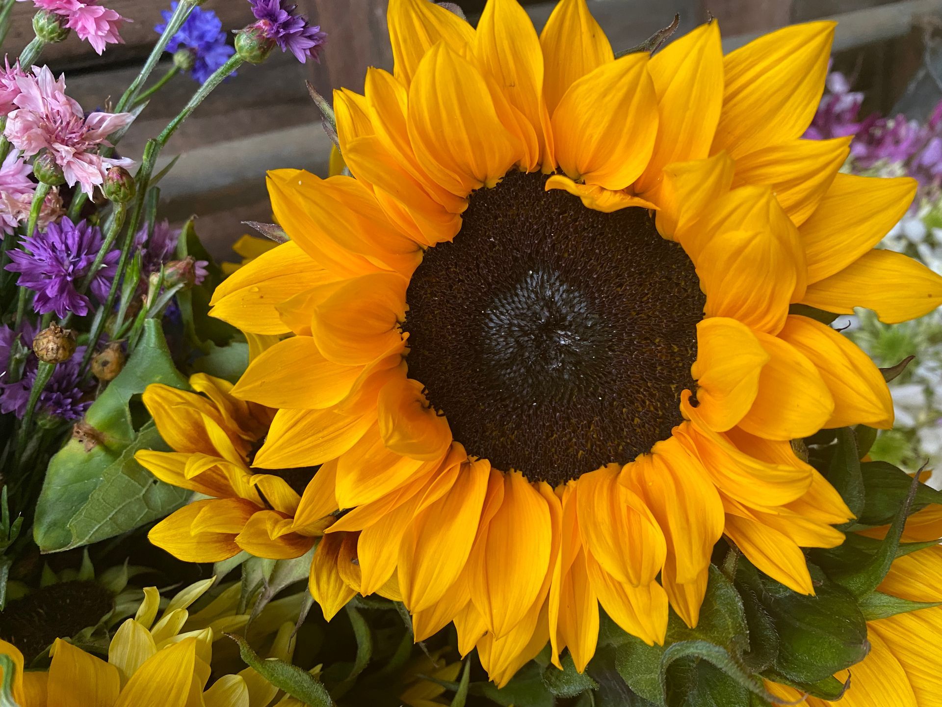 Closeup of a sunflower