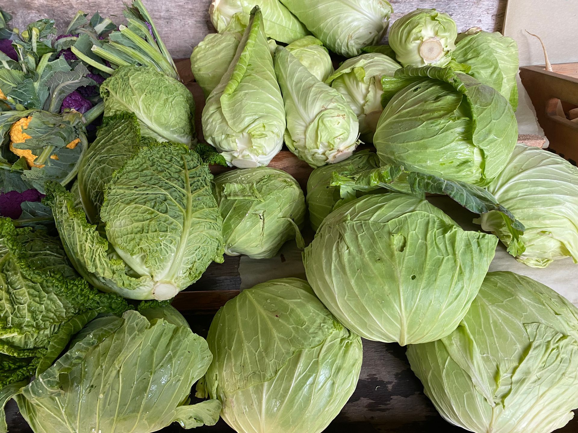 A bunch of green cabbage
