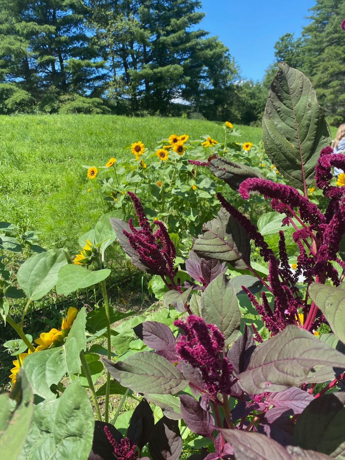 Sunflowers and other wildflowers in a field in East Calais, Vermont at Hoolie Flats Farm