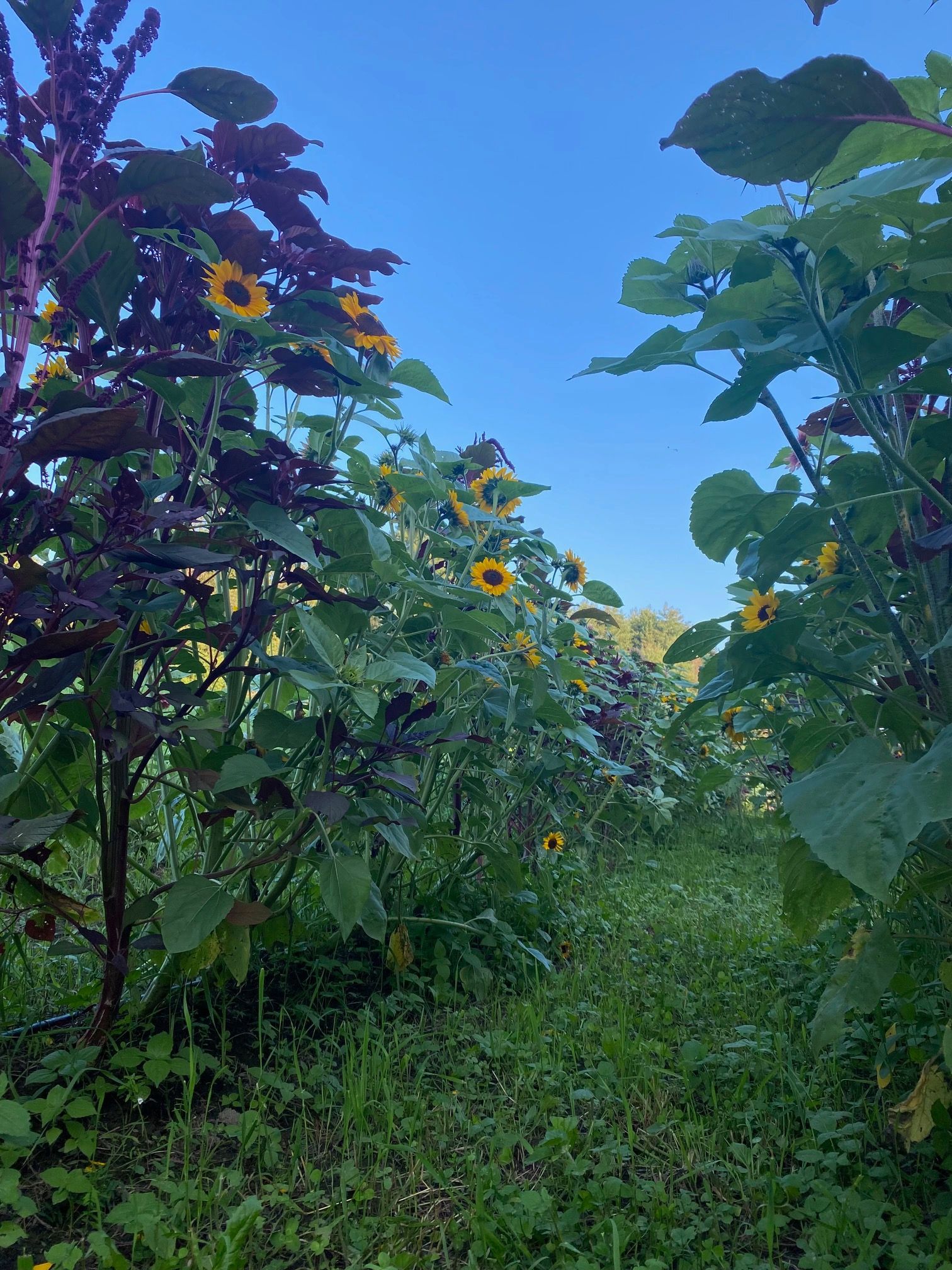 A flower maze path at the Hoolie Flats Farm Flower Maze in East Calais, Vermont