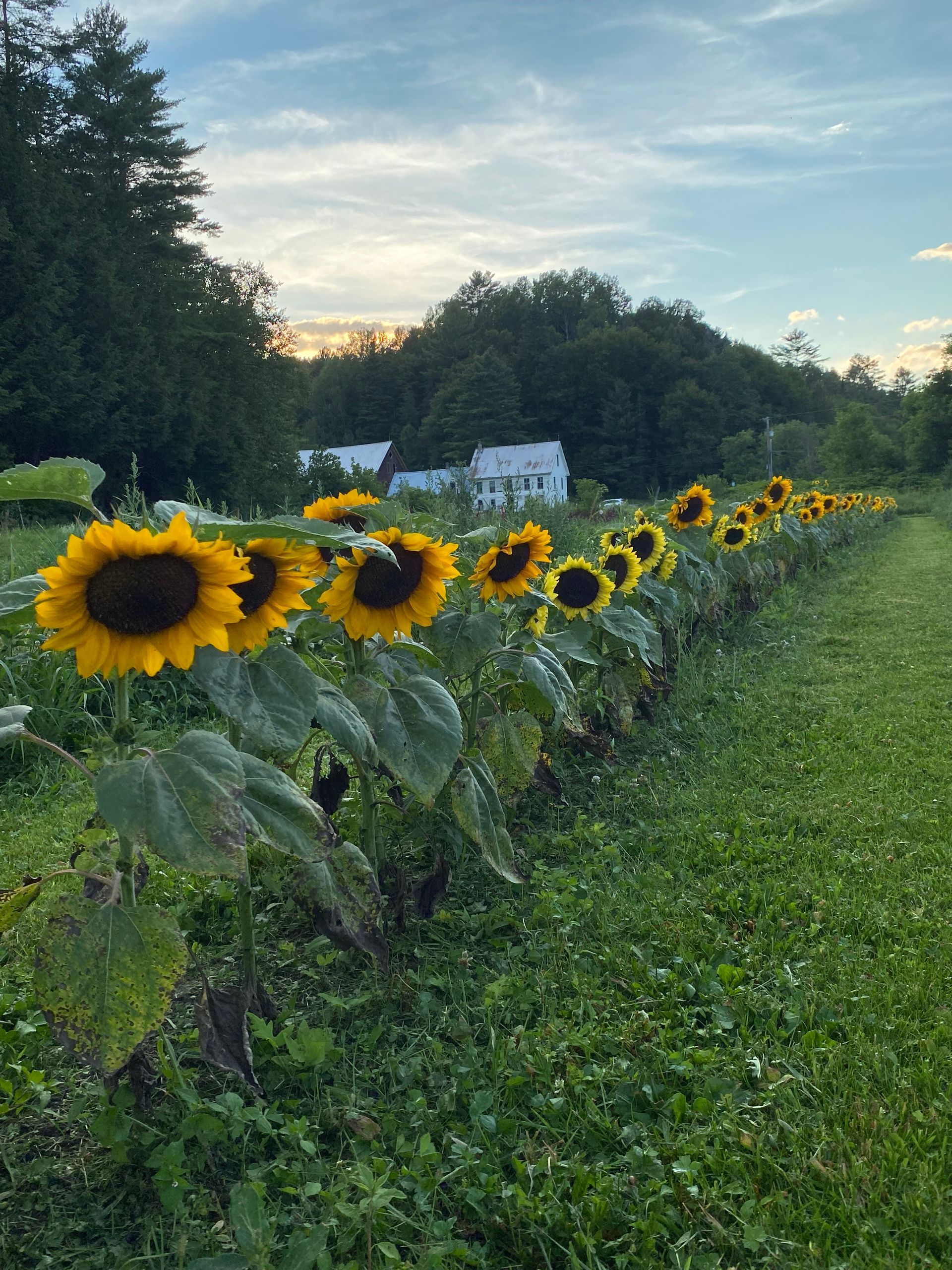 Shot of Hoolie Flats farm house at sunset with a row of sunflowers in the foreground