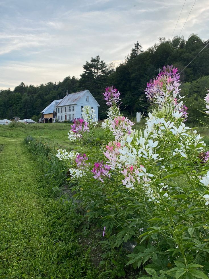 Hoolie Flats farmhouse at dusk with wildflowers in the foreground