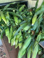 Unhusked corn for sale in the farm stand