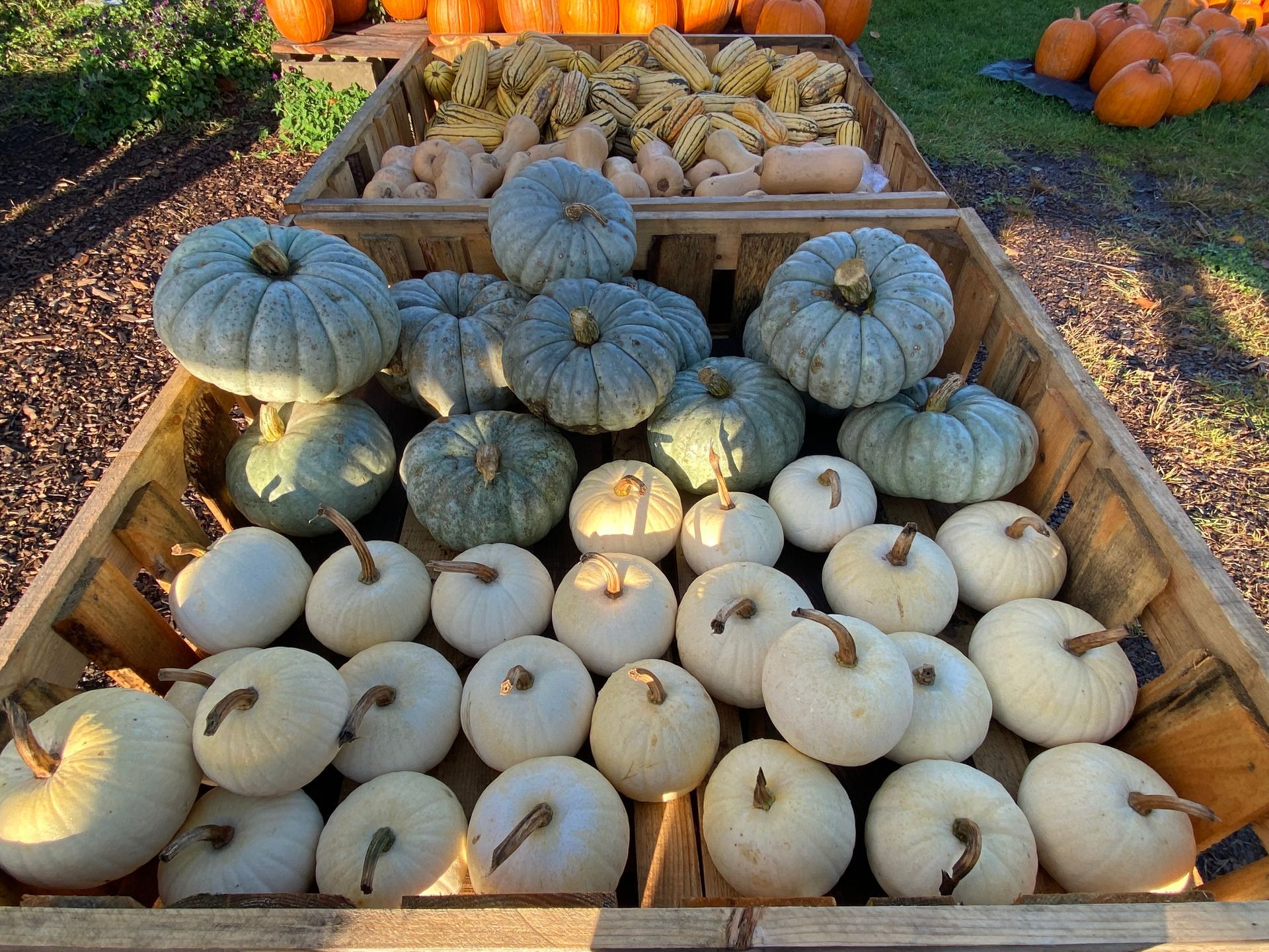 A bunch of white pumpkins of varying sizes
