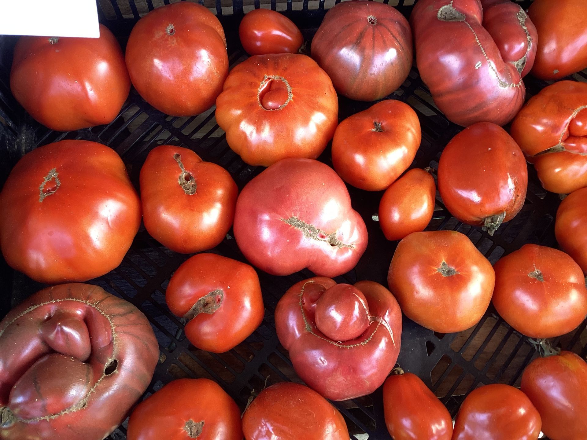 Close up of tomatoes