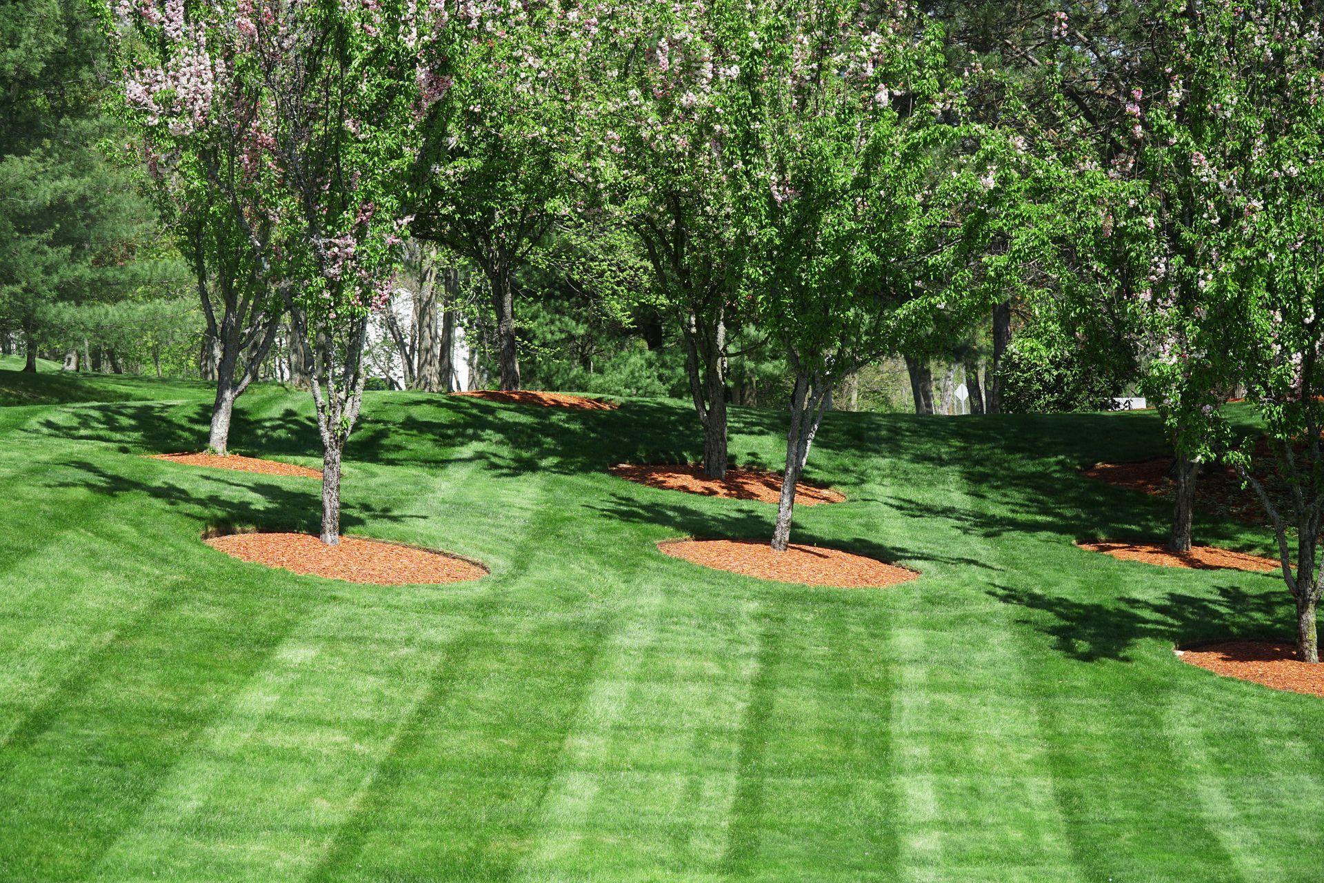 Lawn with green stripes, trees with mulch around them, and a blurred hillside in the background.
