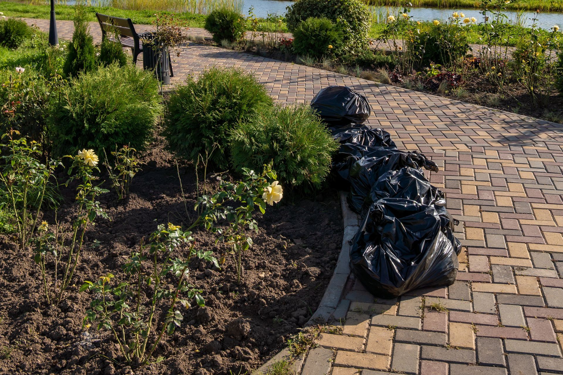 Black trash bags on a brick path next to a garden with green bushes and yellow roses.