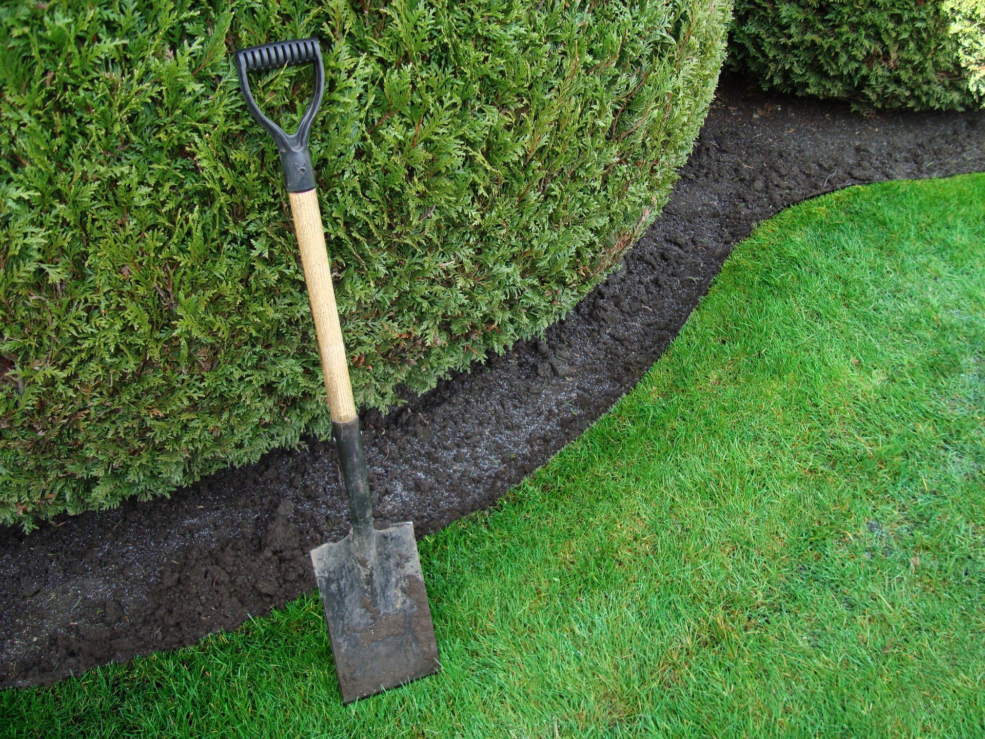 Shovel leaning on a dark mulch bed bordering a green hedge and lawn.