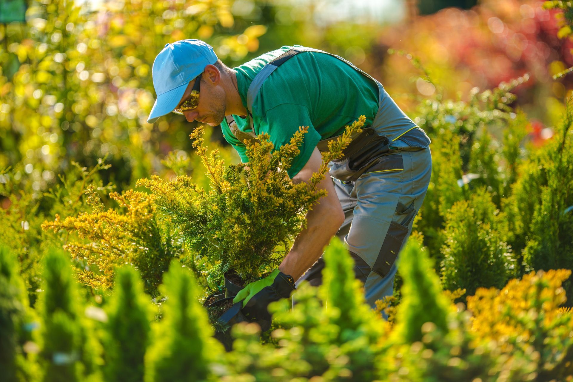 Gardener in green shirt and blue hat tending plants in a garden, sunny day.