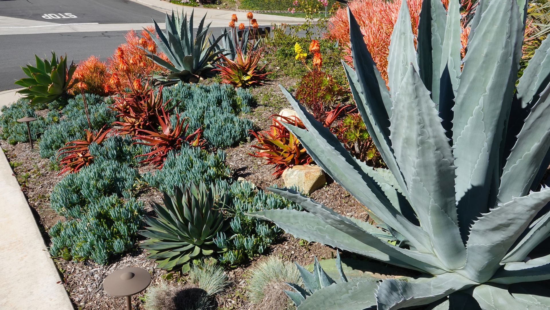 Succulent garden with blue, orange, and green plants, including large agave and smaller ground cover.