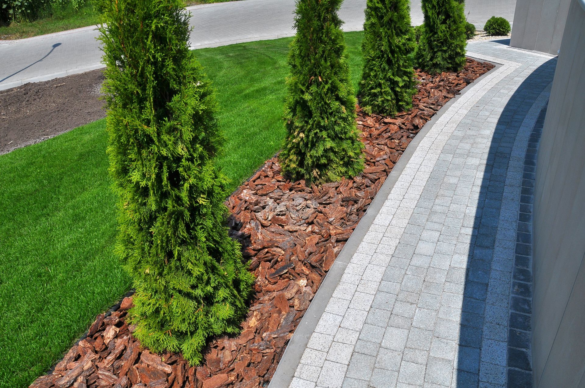 Row of green evergreen trees with brown mulch next to a curving gray brick pathway.