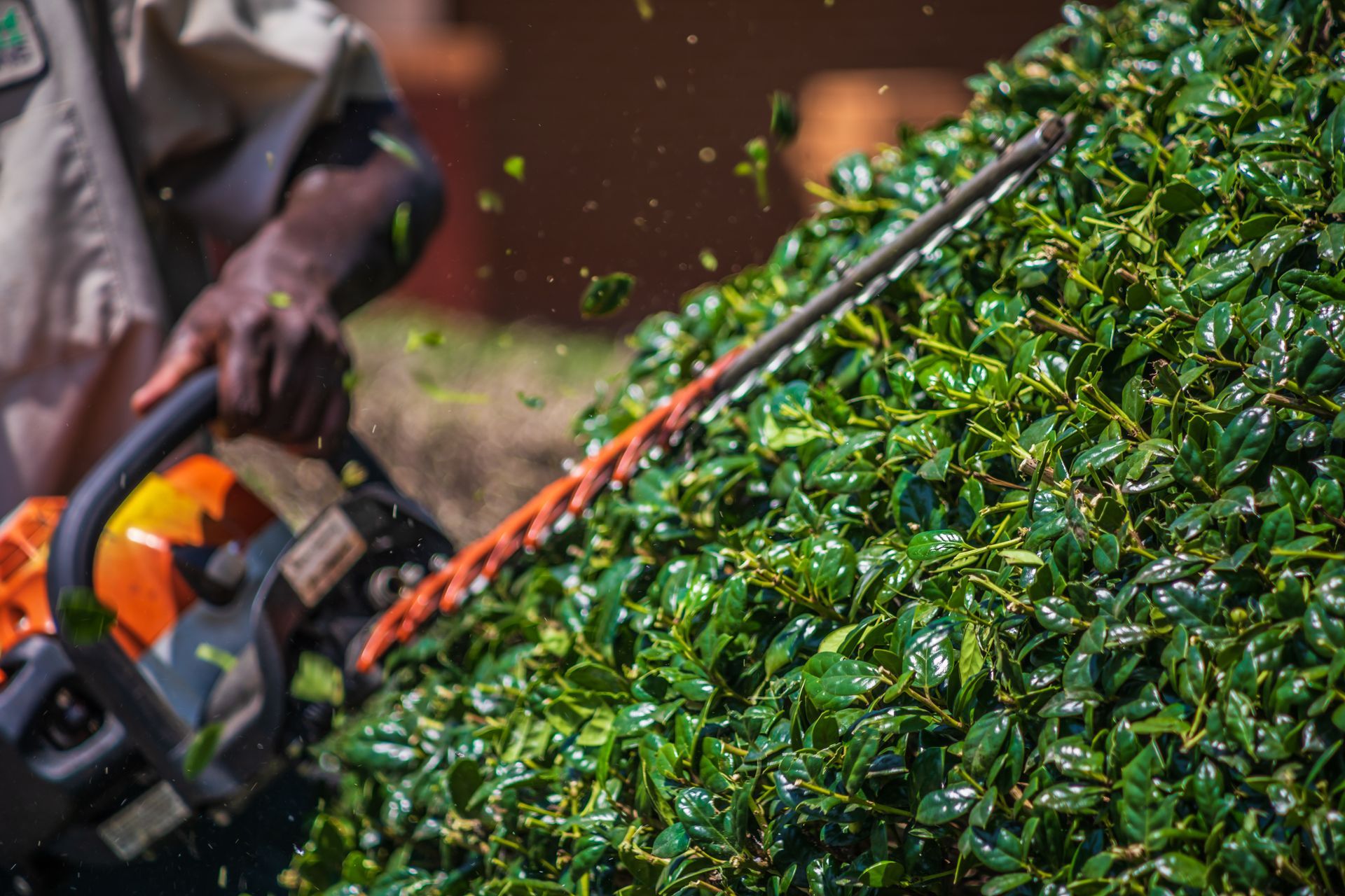 Person using hedge trimmer to trim a green bush outdoors.