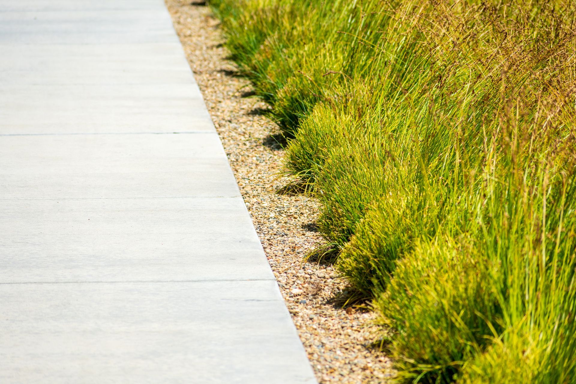 A concrete sidewalk bordered by gravel and vibrant green ornamental grass.