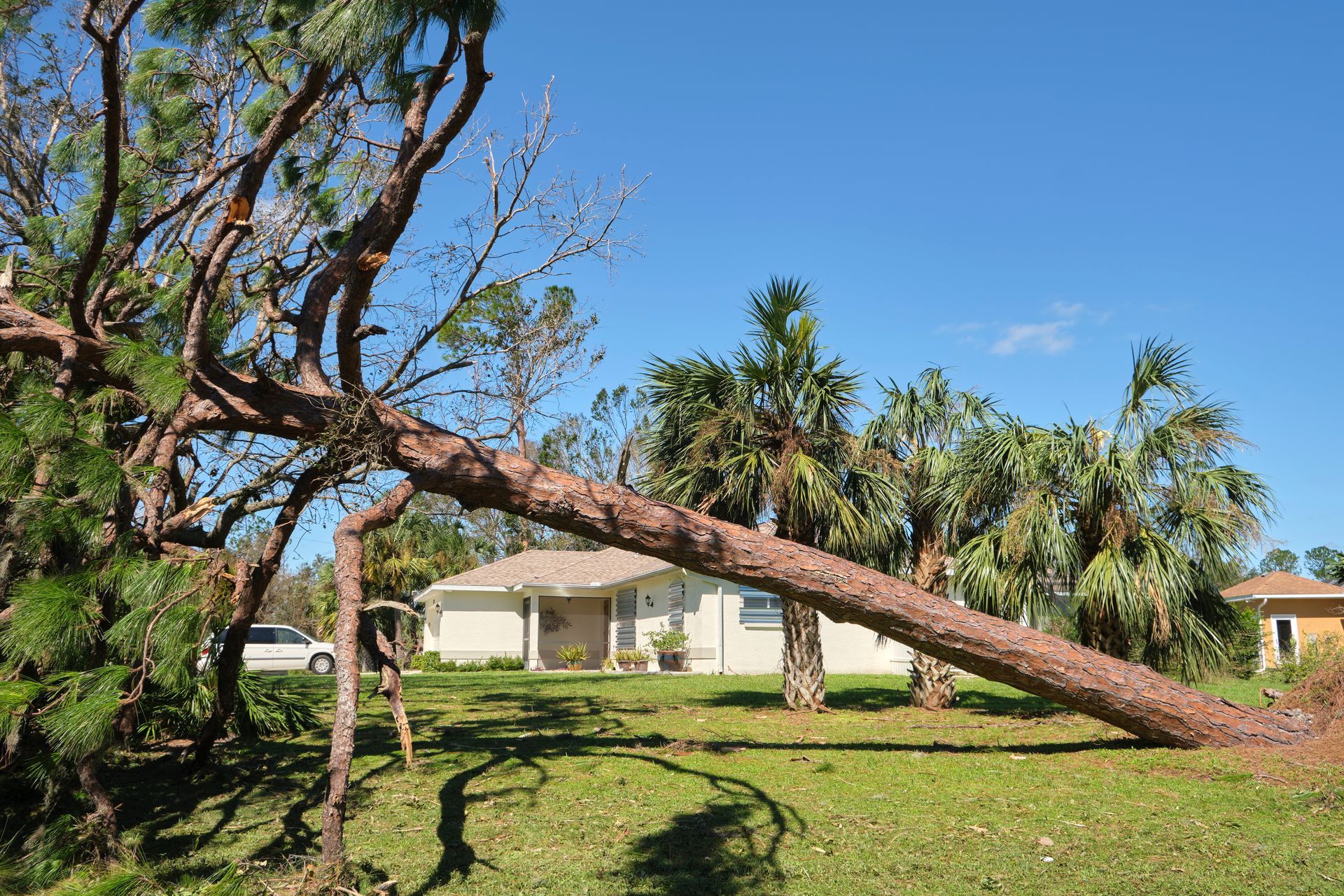 Fallen tree across a lawn toward a house. Blue sky, sunny day.