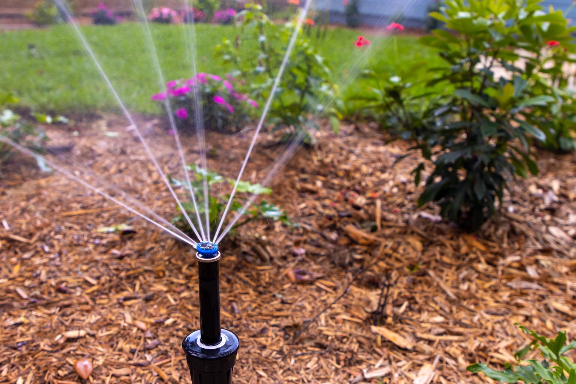 Sprinkler watering a garden bed with mulch, plants, and flowers in view.