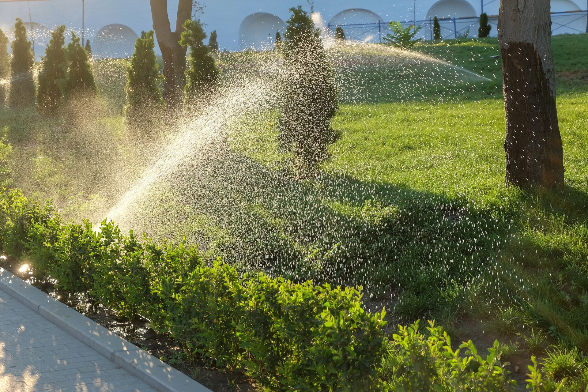 Sprinkler watering green lawn, with shrubs in foreground and trees in background.