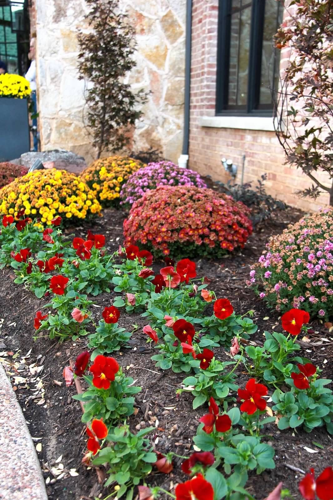 Flower bed with red pansies in front, and colorful mums against a stone wall.