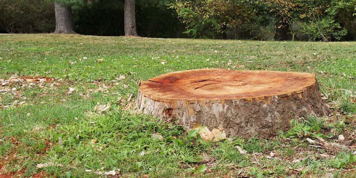 Tree Stump — Anchorage, AK — Greatland Tree Service