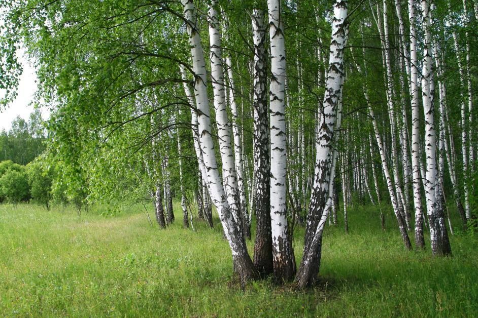 Grasses and Trees — Anchorage, AK — Greatland Tree Service
