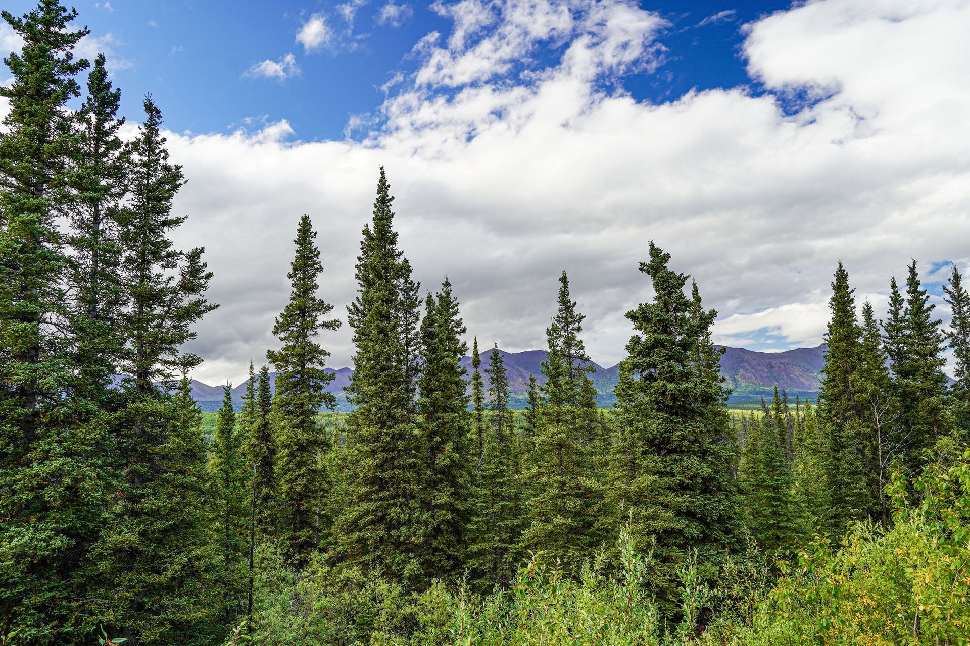 Beautiful Trees — Anchorage, AK — Greatland Tree Service