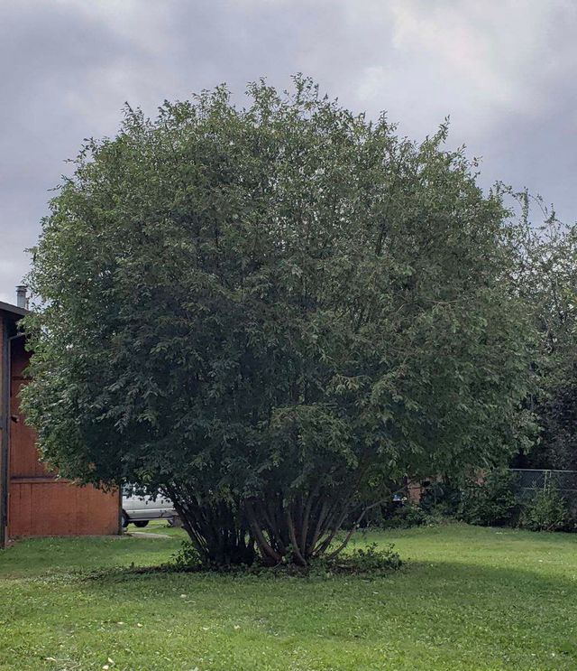 Greatland Tree Service gallery 9