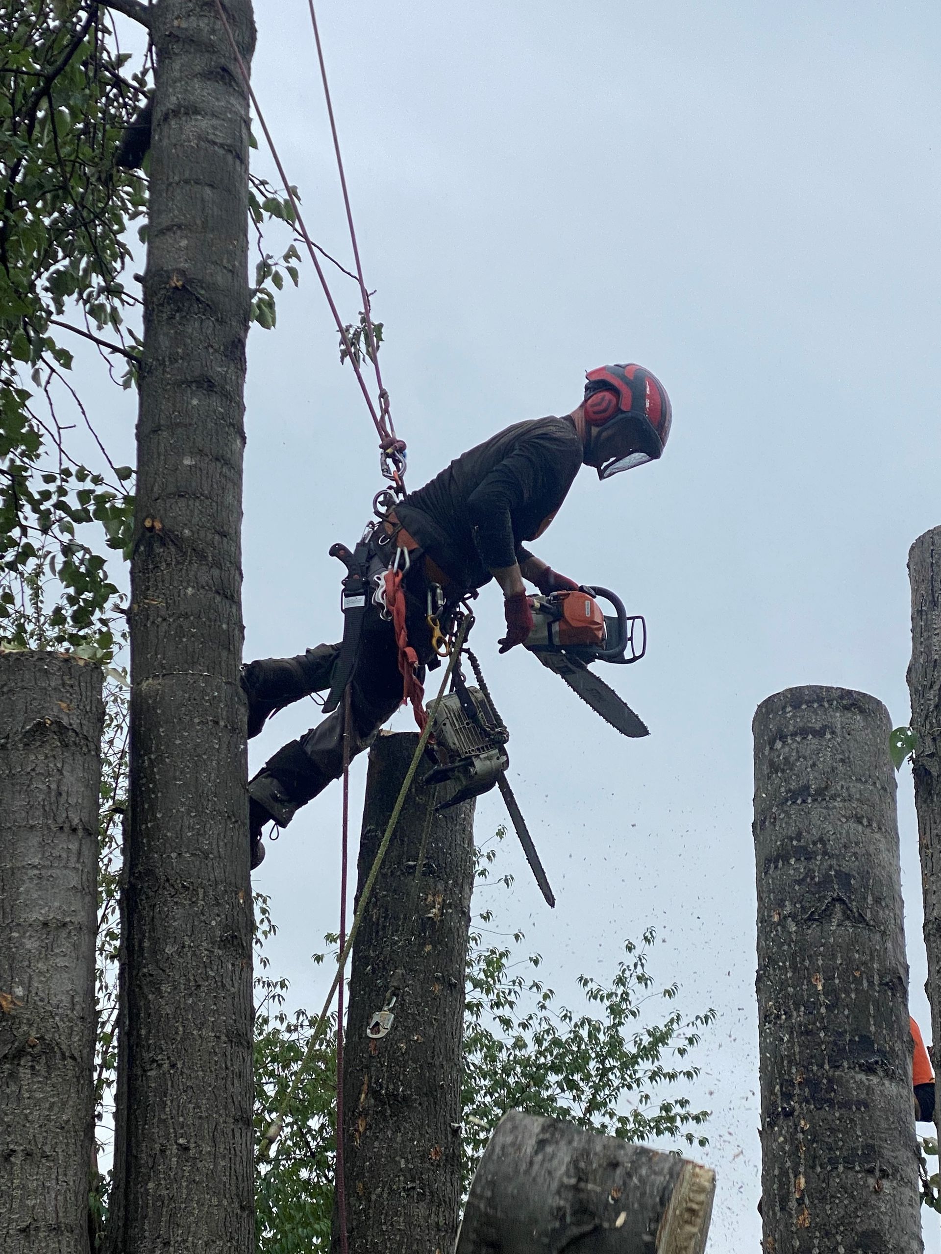 Arborist Experts — Anchorage, AK — Greatland Tree Service