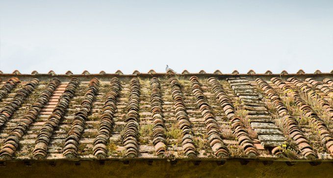 eliminar vegetación entre juntas del tejado a precio económico en Fuenlabrada, Madrid