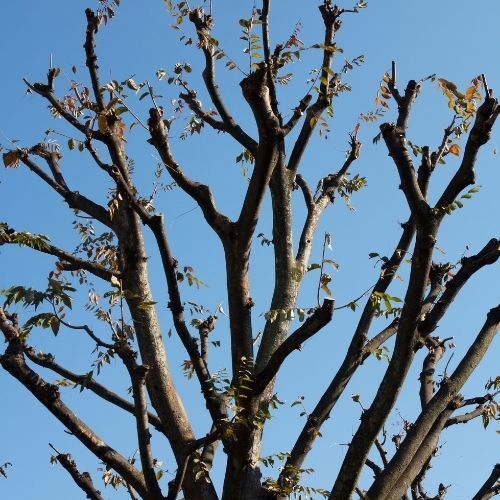 A recent picture taken by Tree Surgery Mansfield of a Crown Reduction job on a local tree