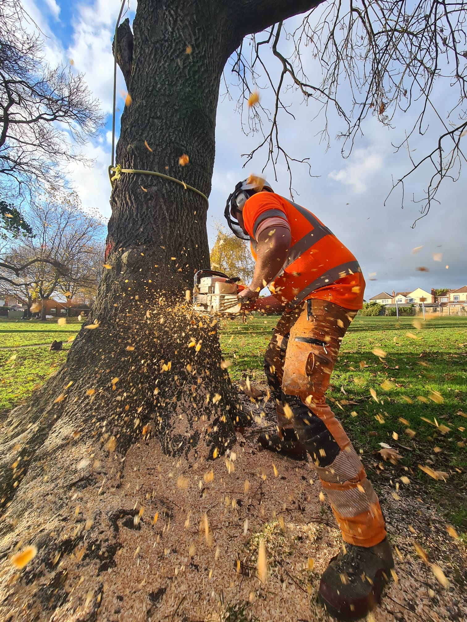 This is a picture of an arborist with a chain saw cutting through the lower part of the tree trunk. Tree felling in Mansfield