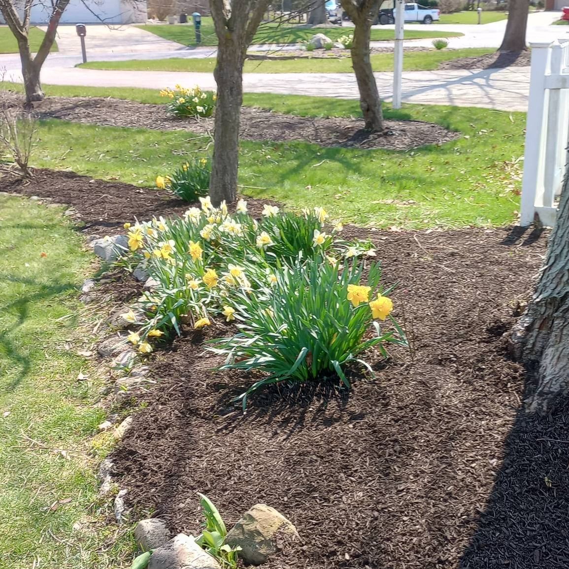 A garden filled with lots of flowers and mulch.