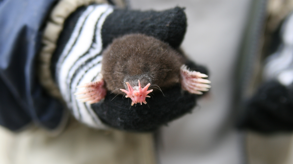 Close-up of a tiny mole held in a gloved hand, showing pink paws and snout.