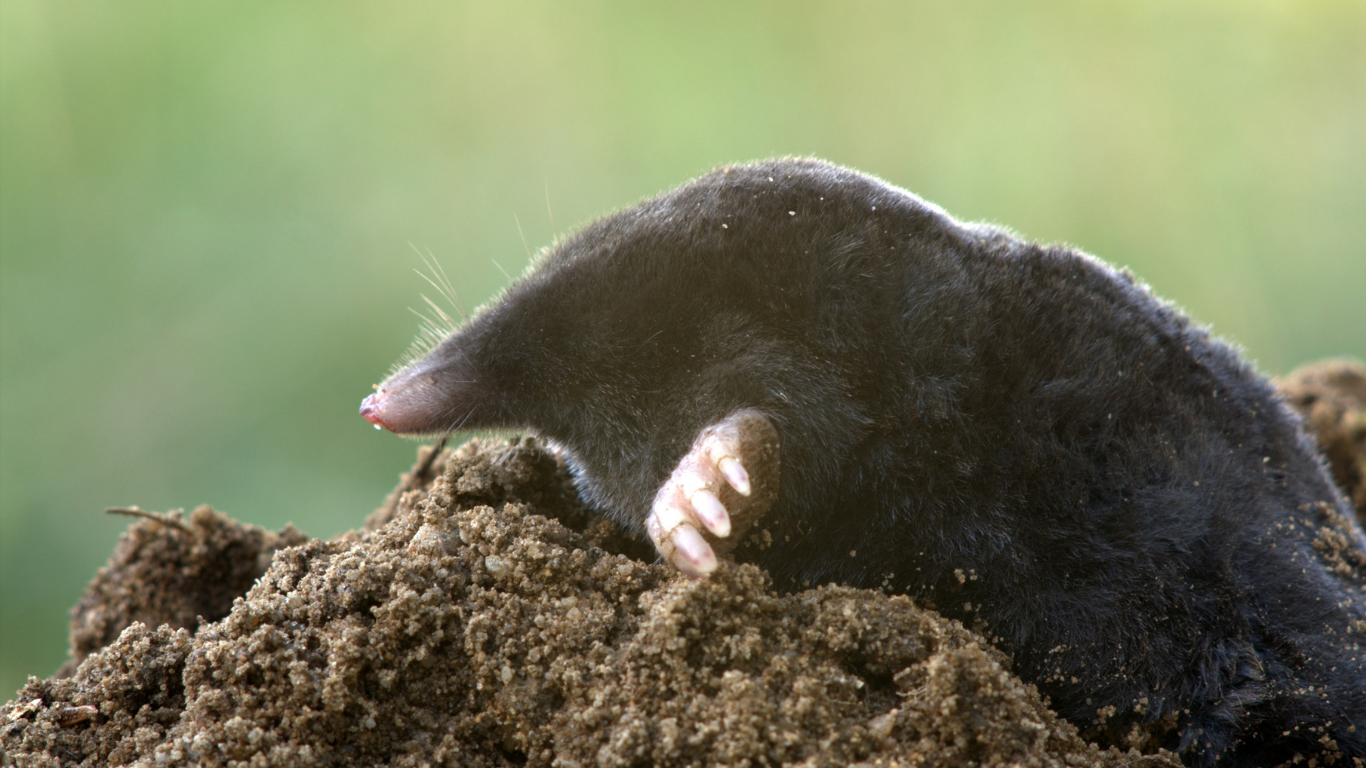 A black mole peeking out of a soil mound in a grassy field