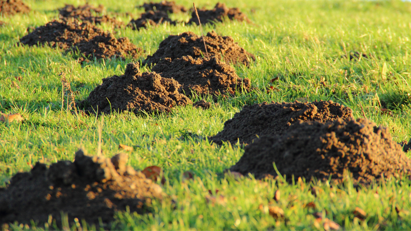 Several small dirt mounds in a grassy field, likely molehills, lit by warm sunlight.