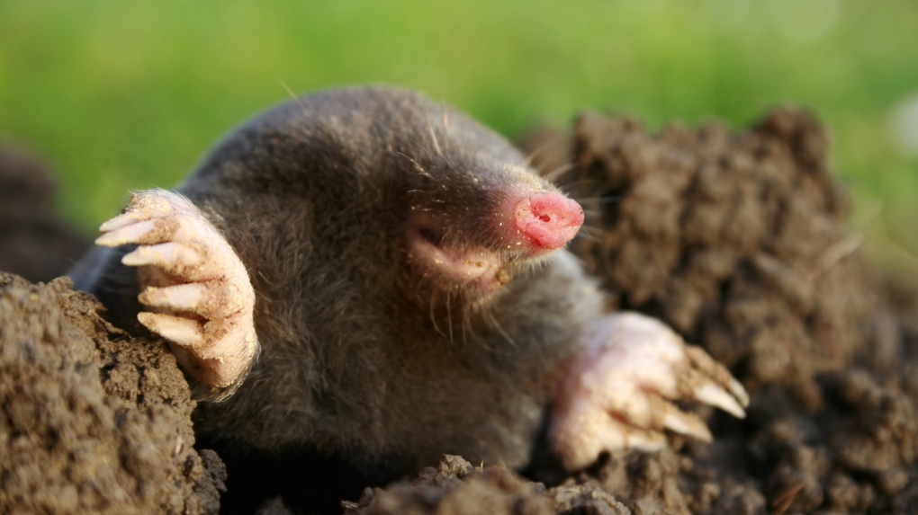 A mole emerging from soil with its claws visible against a grassy background