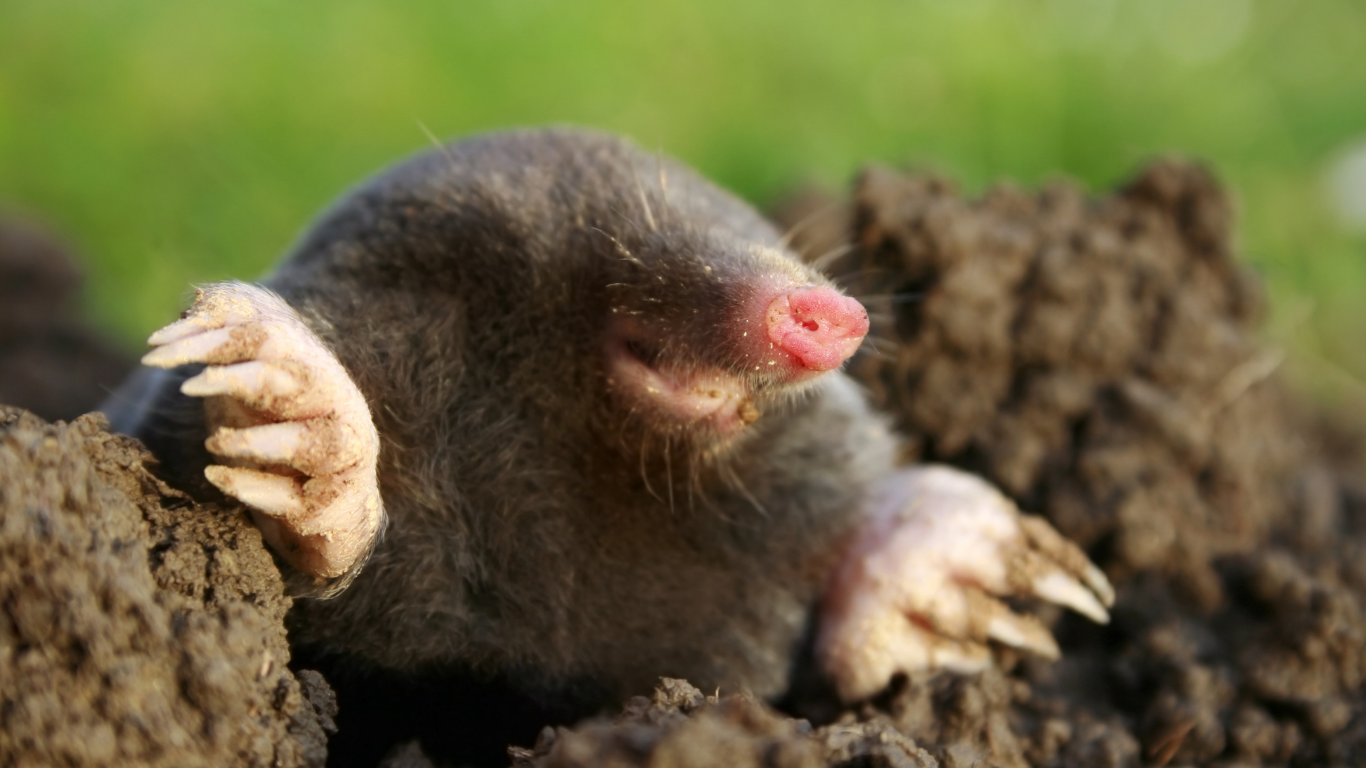 Residential Mole Removal