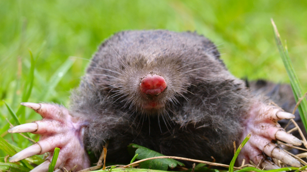 Close-up of a mole with pink paws and a red nose on grass