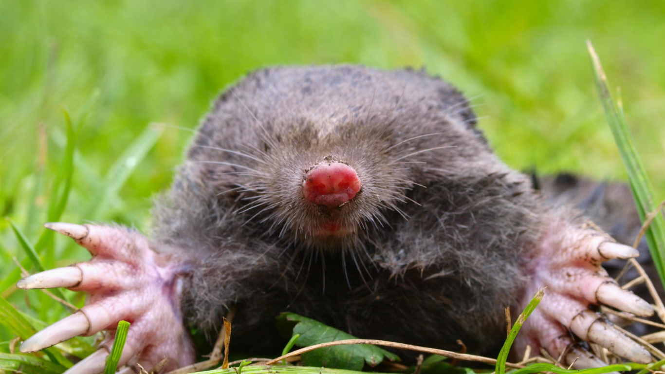 Commercial and Golf Course Mole Control