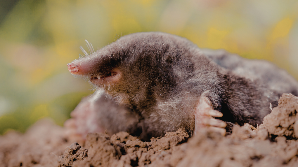 Small brown mole in soil, with blurred greenery in the background