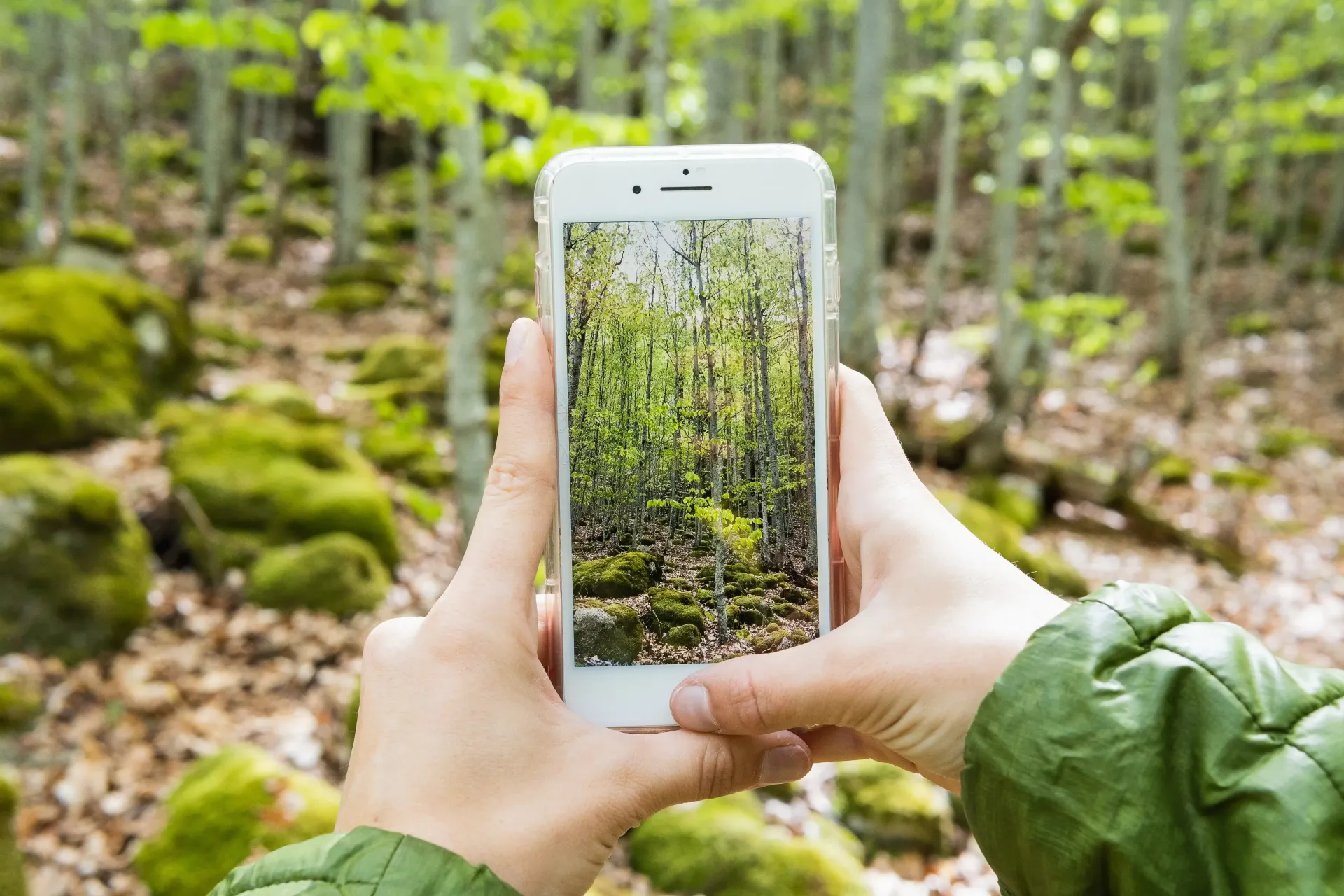 A person is taking a picture of a forest with a cell phone.