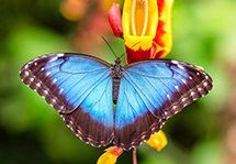 Butterfly, Counseling Services in Mercer, PA