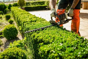 A man is cutting a hedge with a chainsaw.