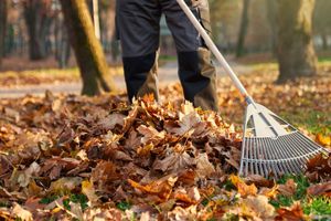 A man is raking leaves in a park with a rake.