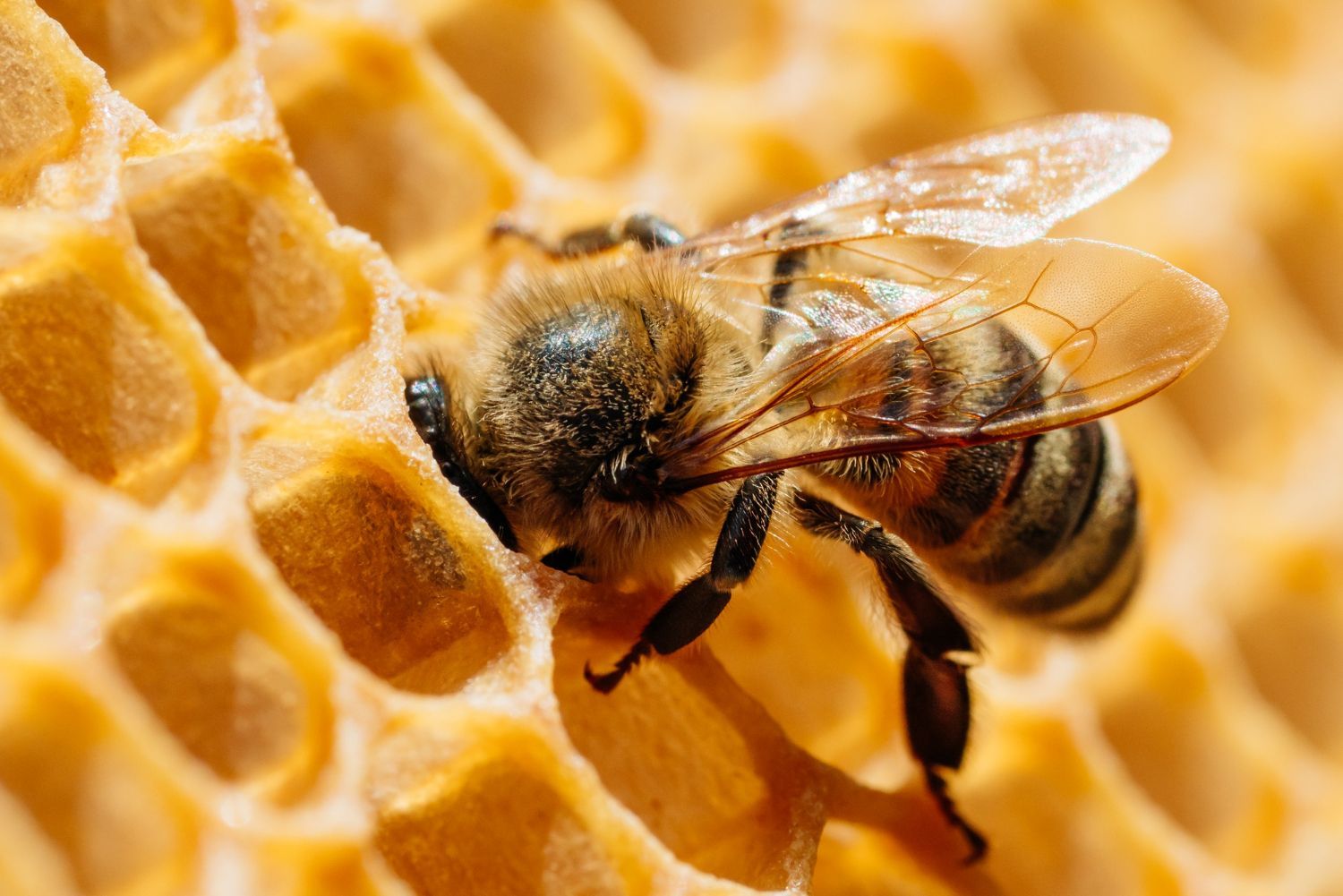 Bee in a honey comb