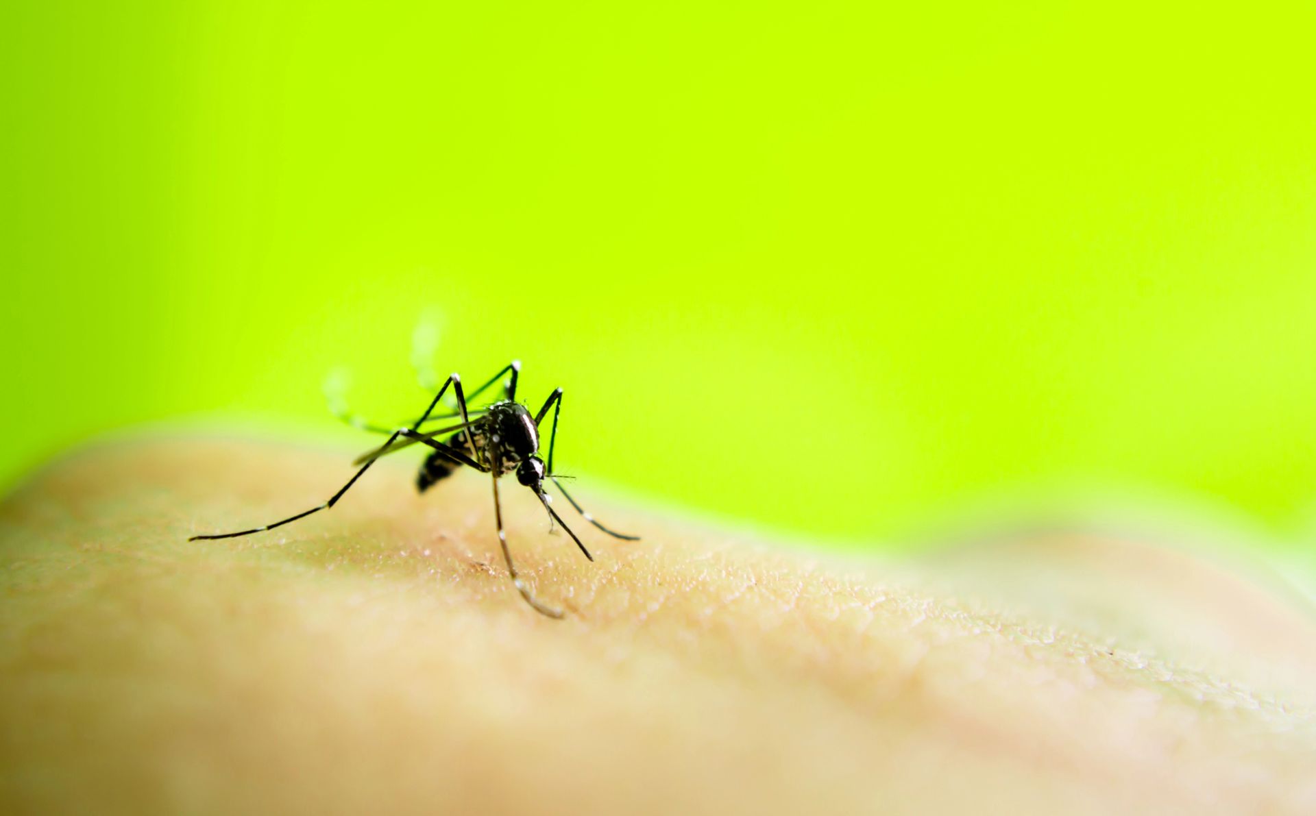 A mosquito is sitting on a person 's hand.