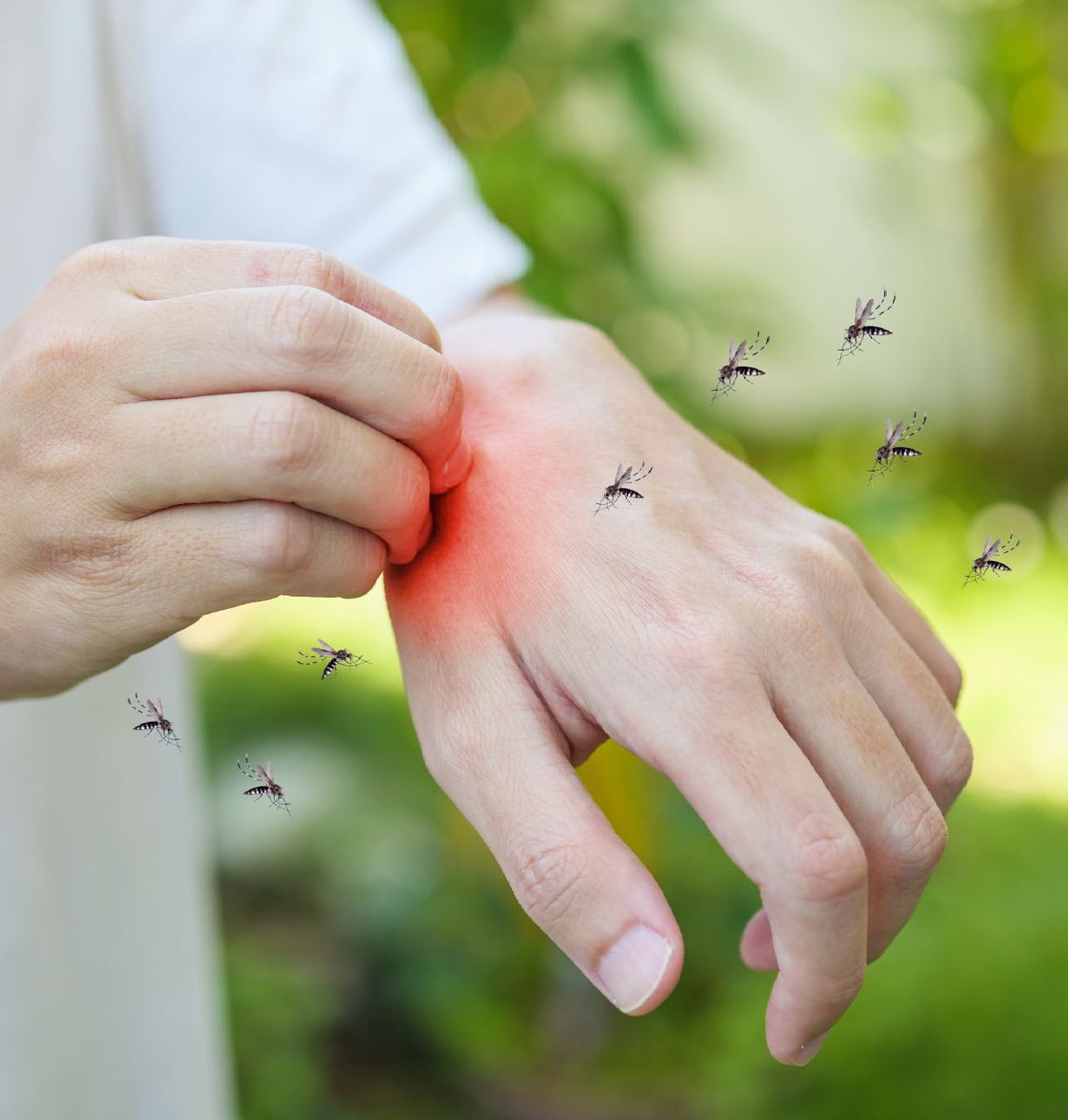 Mosquitos biting a hand