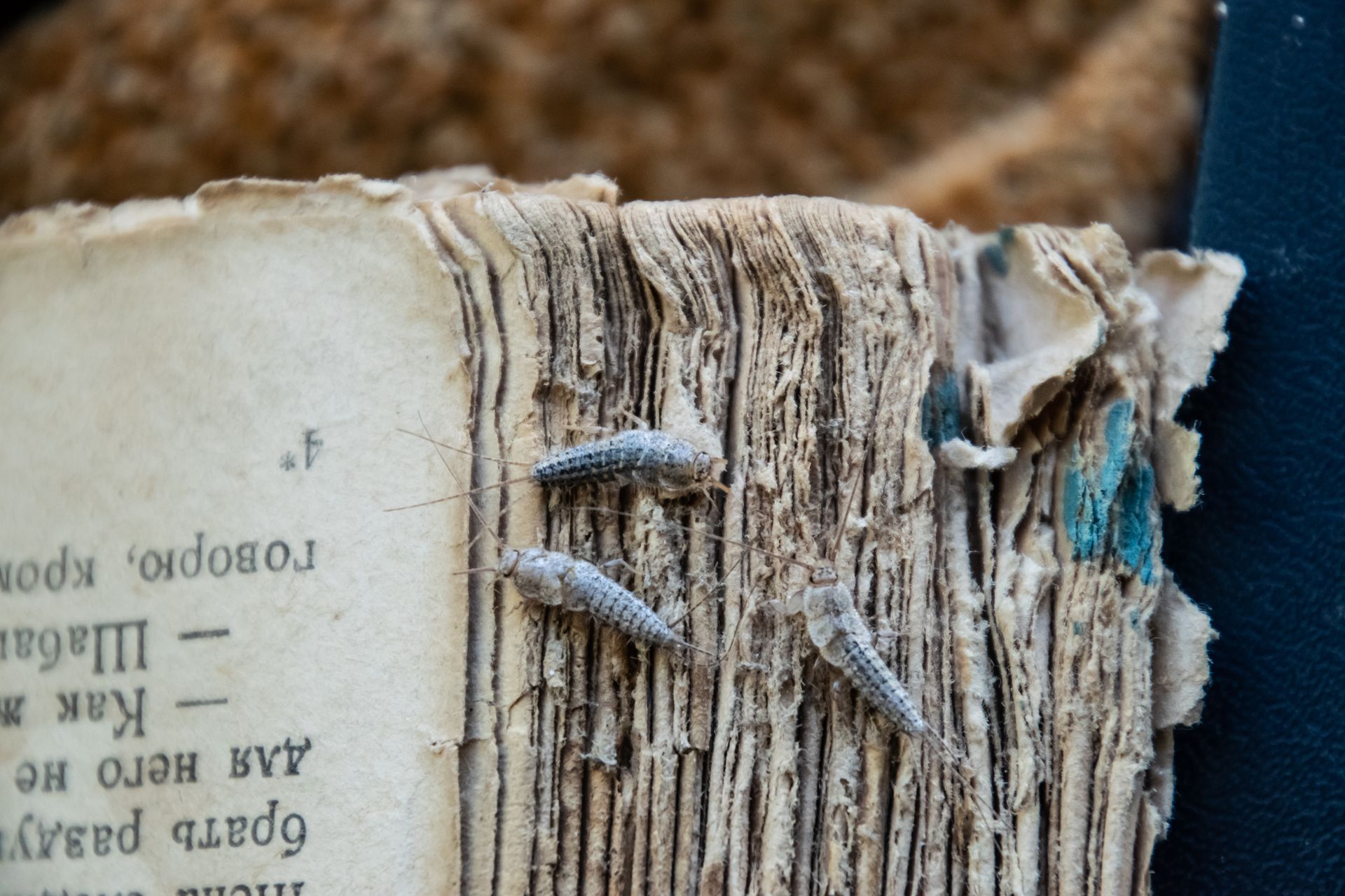 Silverfish eating a book
